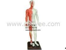 人体模型最新爆料视频网,最新爆料视频深度解析